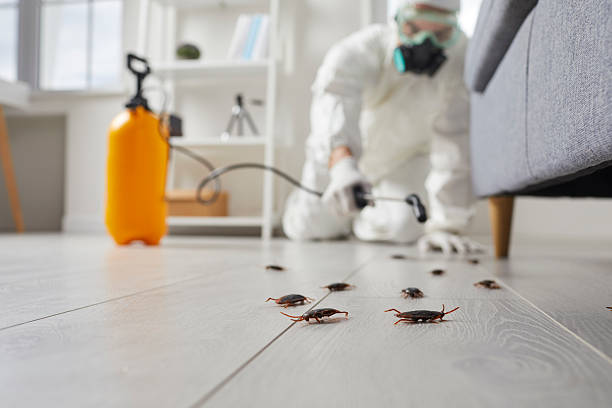 Commercial Rodent Management in Hempstead